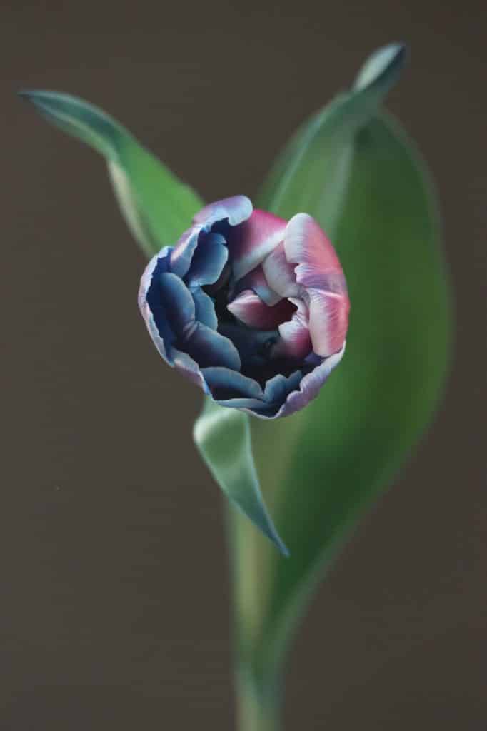 Tulip Mania by Anna Condo
